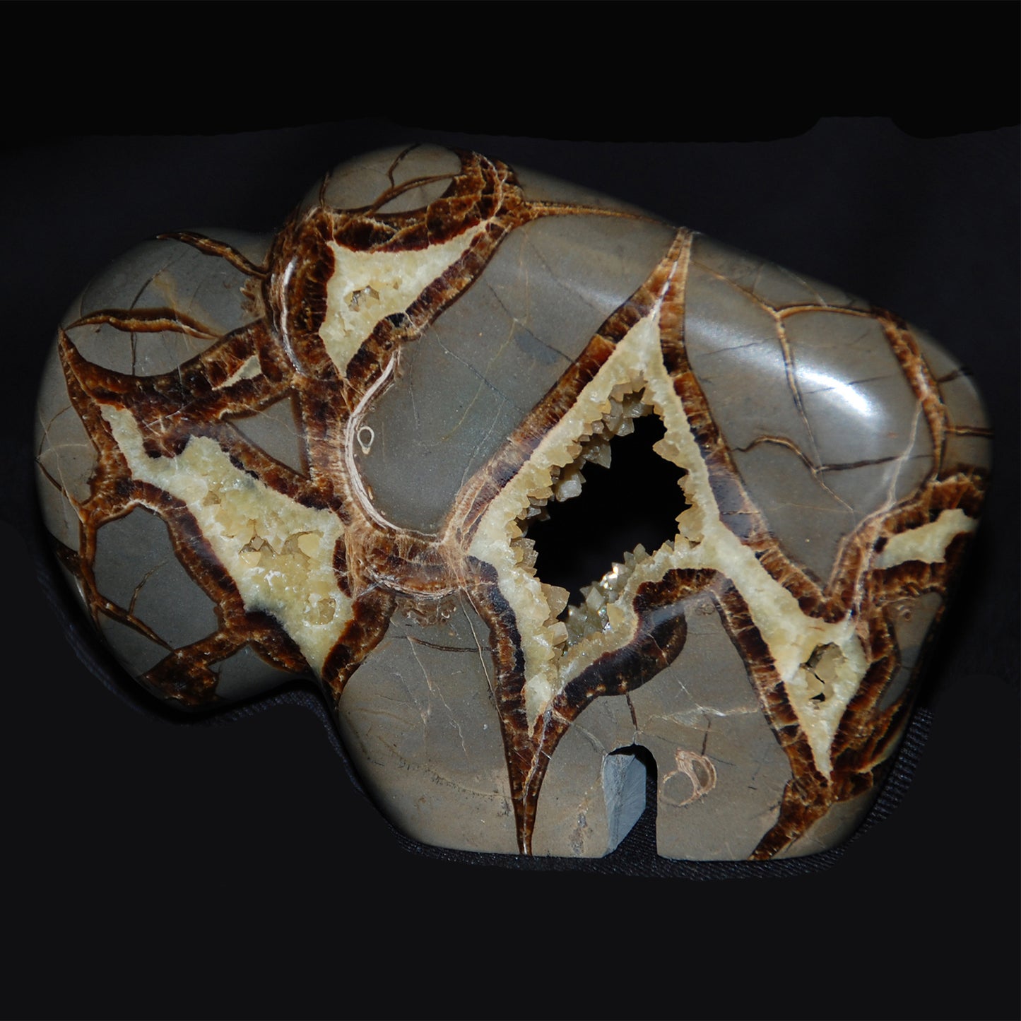 Septarian Nodule Buffalo