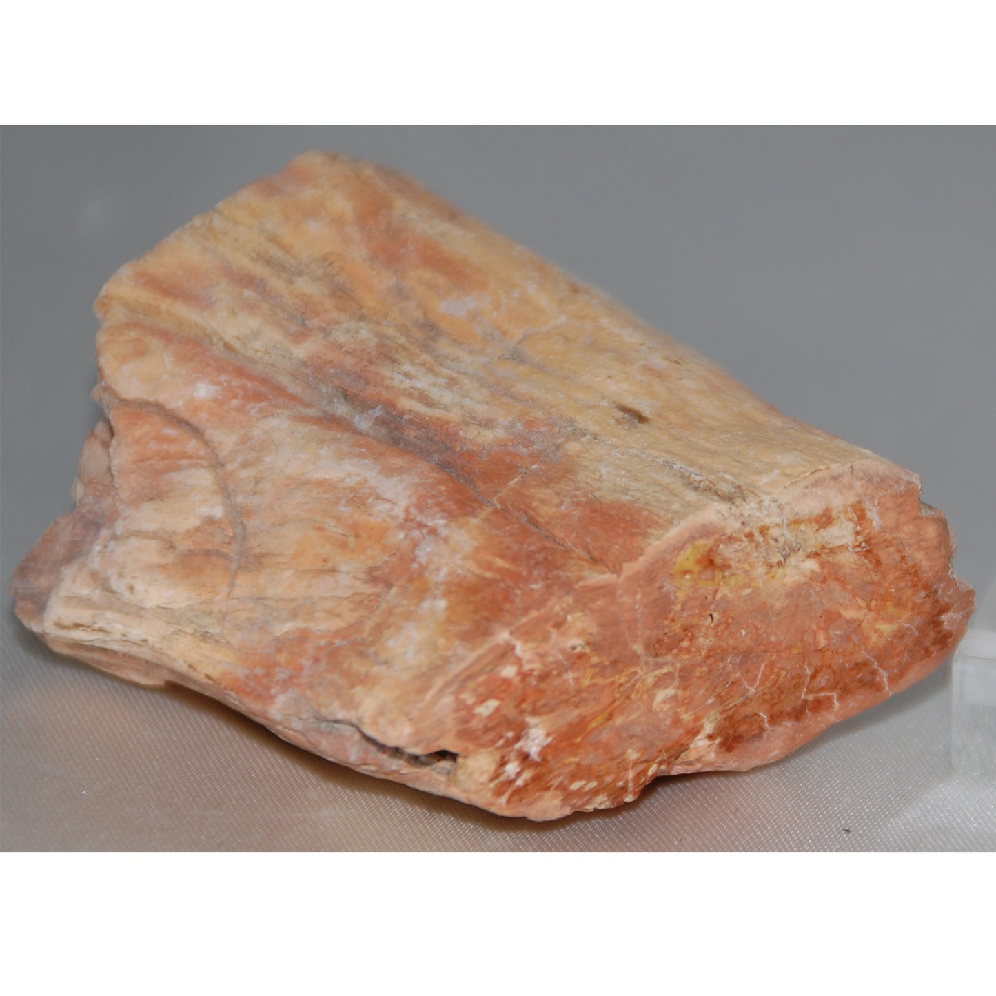 Petrified Wood Branch