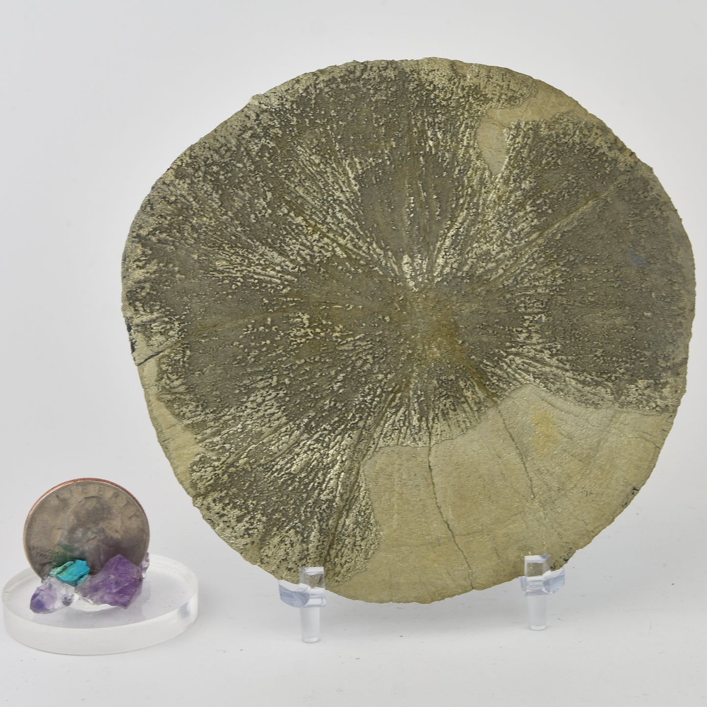 Pyrite Dollar (Pyrite Sun)