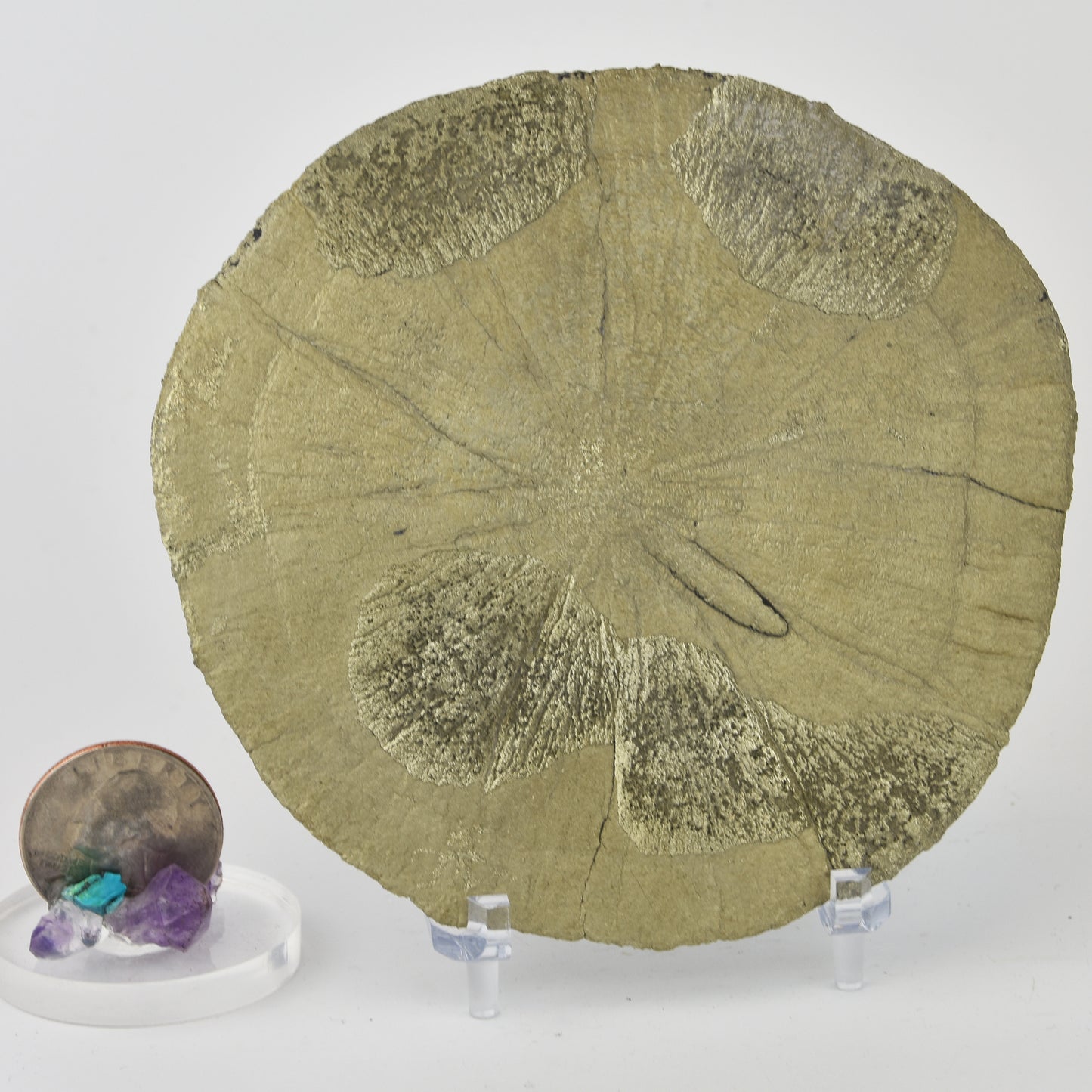 Pyrite Dollar (Pyrite Sun)