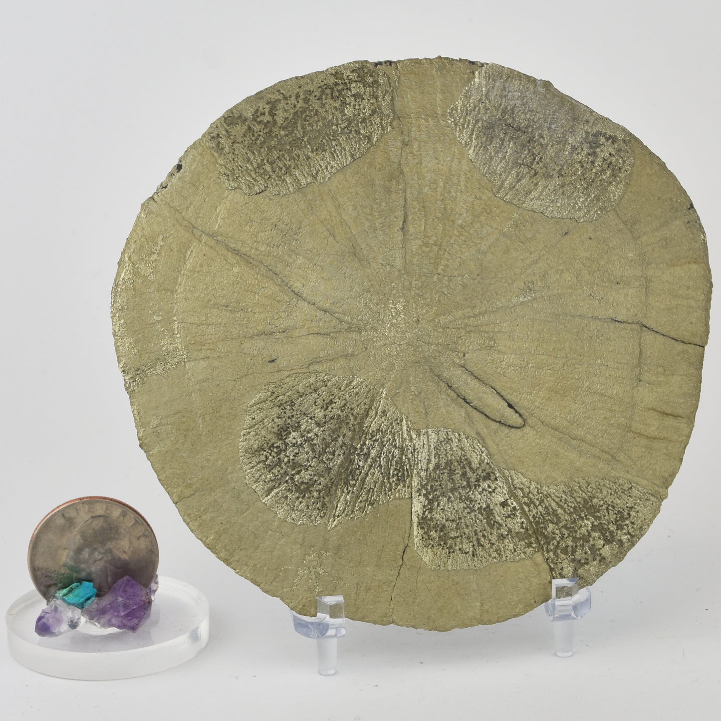 Pyrite Dollar (Pyrite Sun)