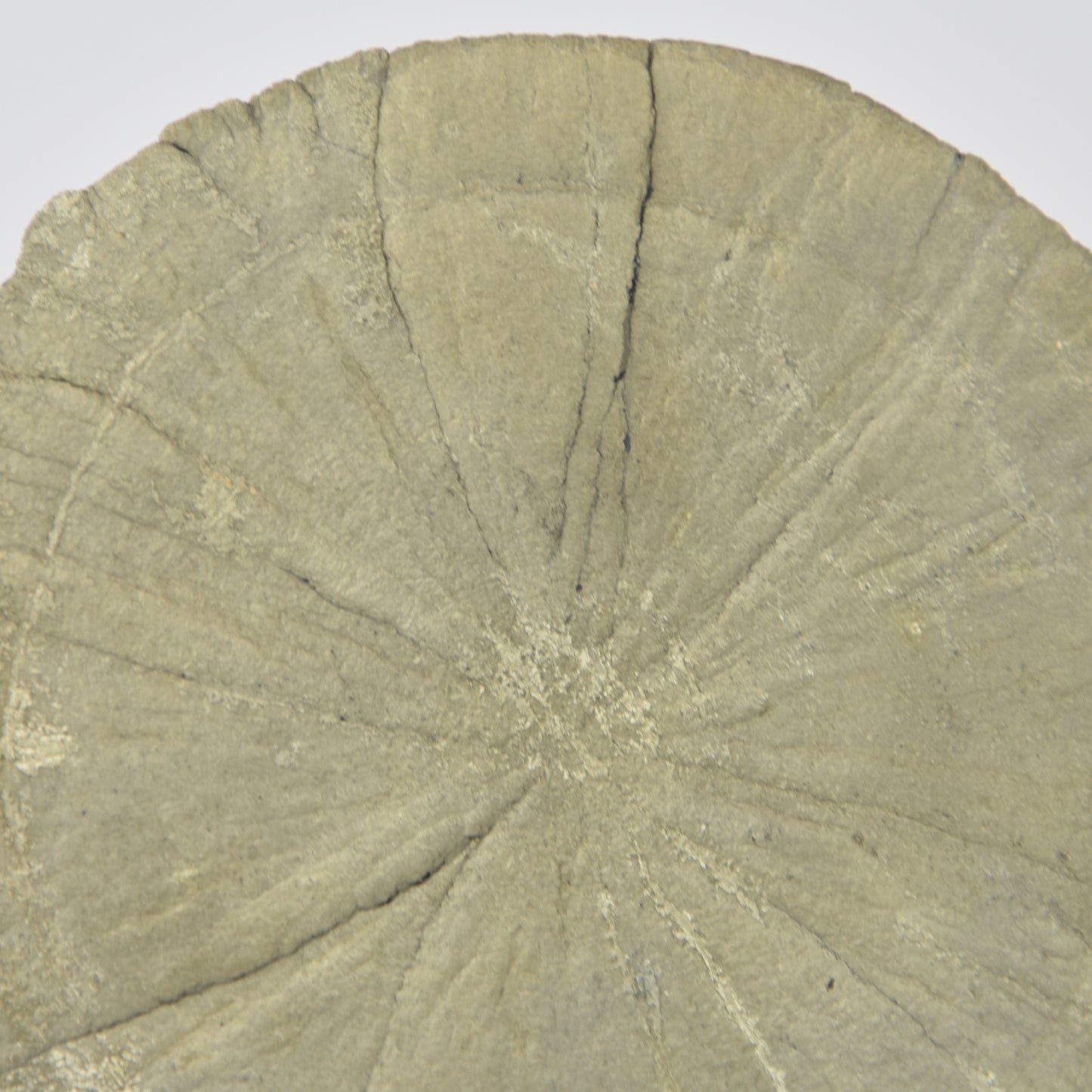Pyrite Dollar (Pyrite Sun) Golden Yellow