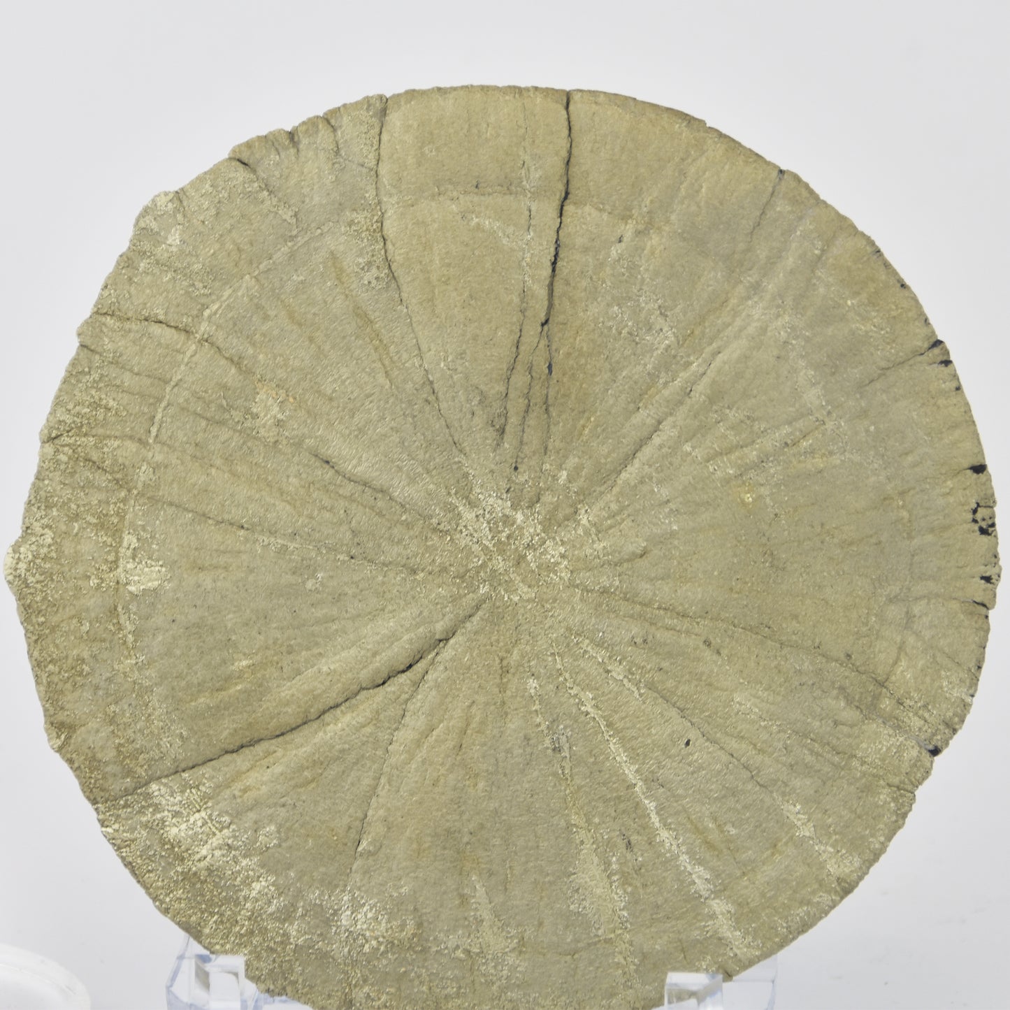 Pyrite Dollar (Pyrite Sun) Golden Yellow
