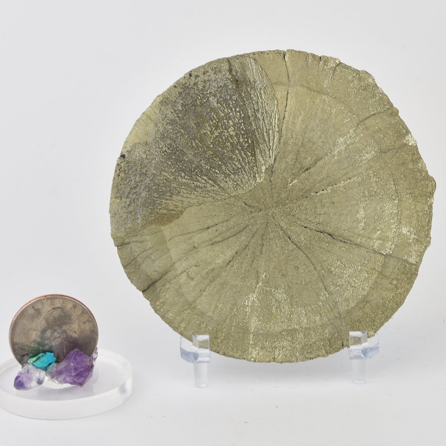 Pyrite Dollar (Pyrite Sun) Golden Yellow