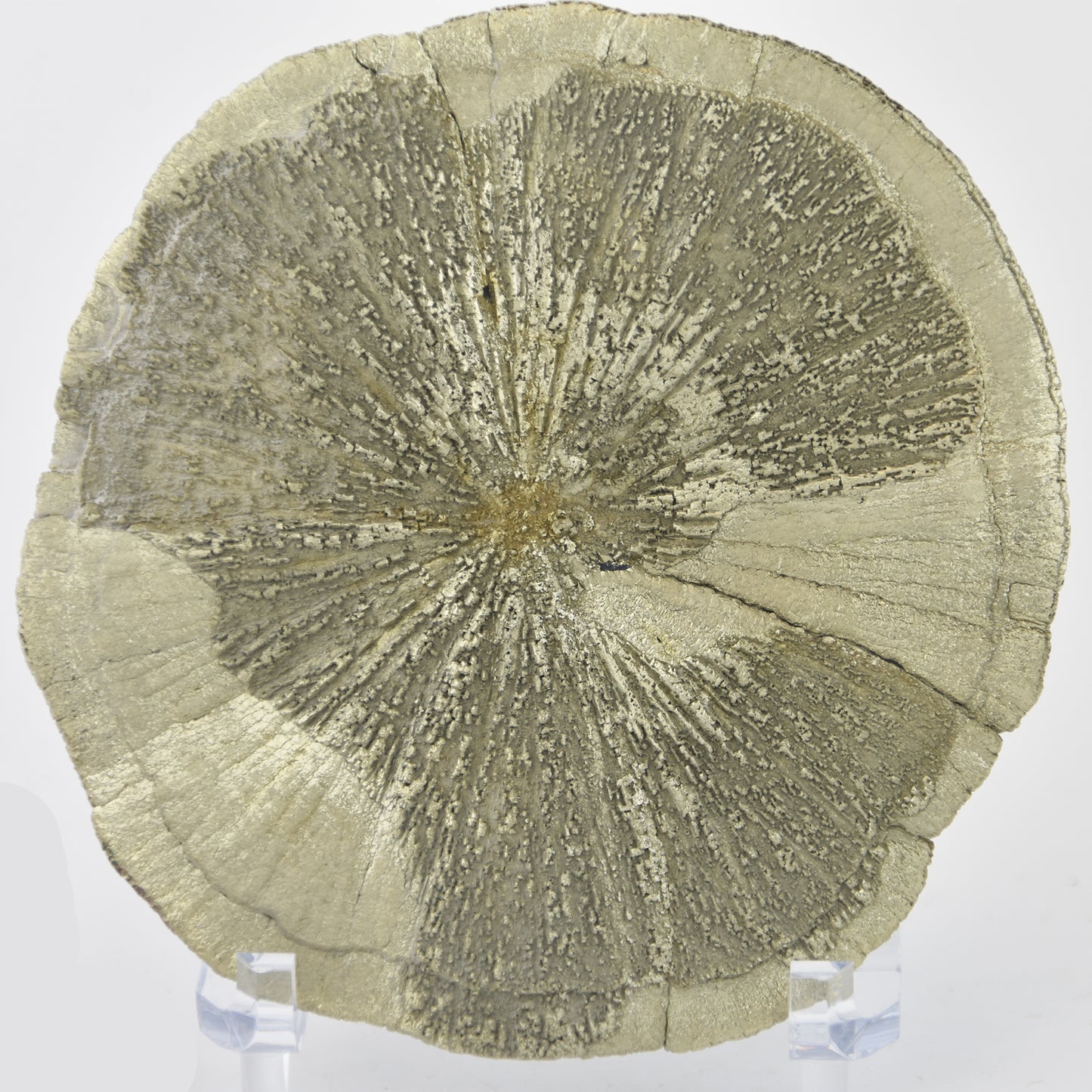 Pyrite Dollar (Pyrite Sun) Golden Yellow