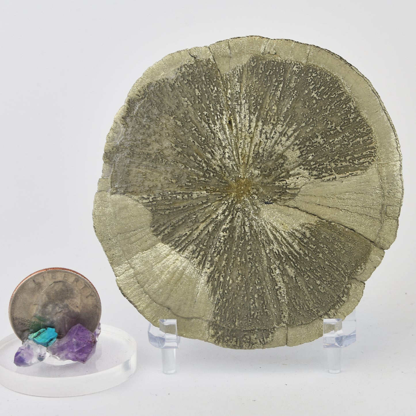 Pyrite Dollar (Pyrite Sun) Golden Yellow