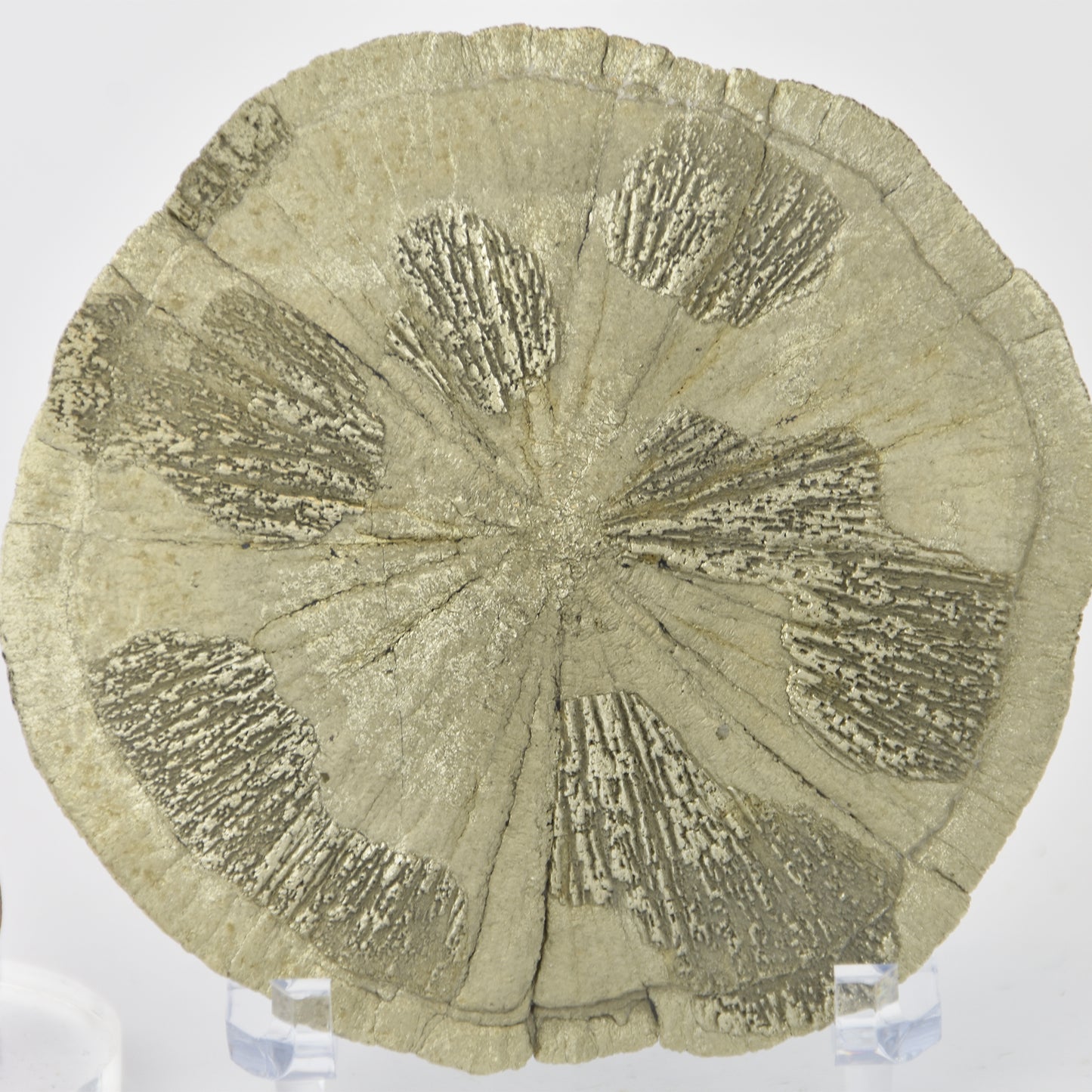 Pyrite Dollar (Pyrite Sun) Golden Yellow