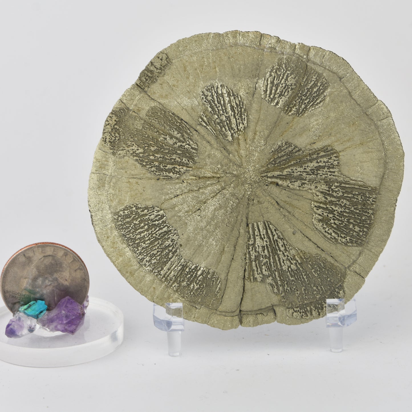 Pyrite Dollar (Pyrite Sun) Golden Yellow