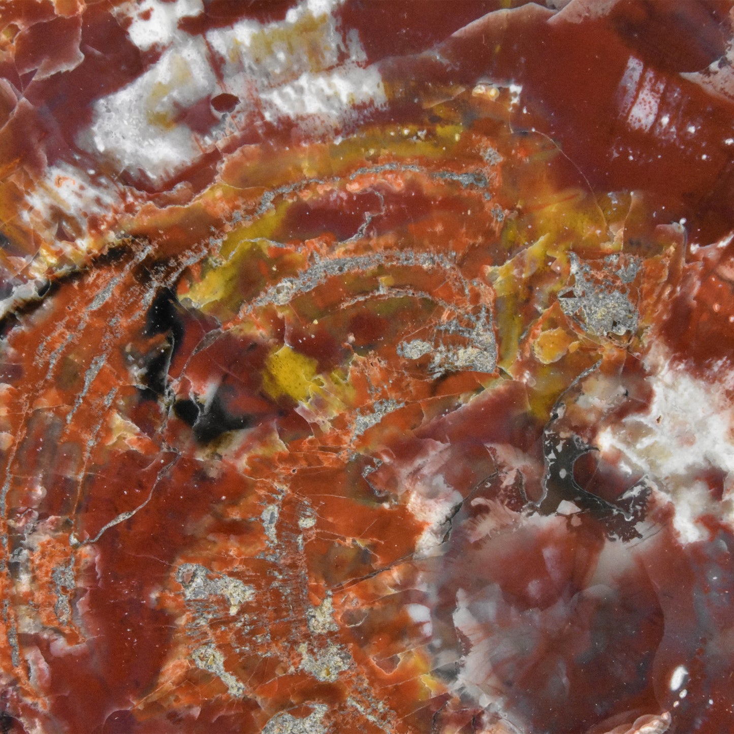 Petrified Wood Slice