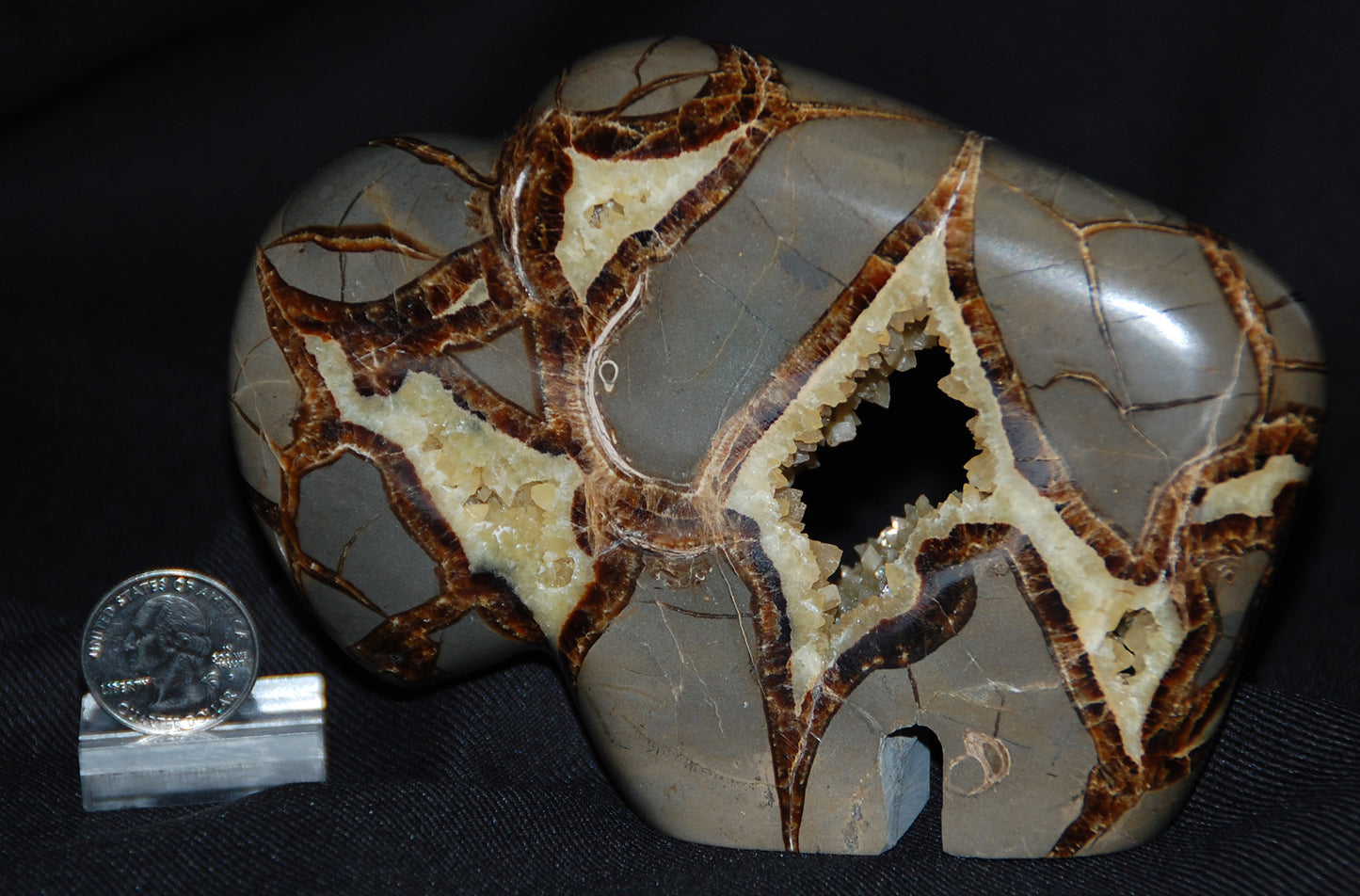 Septarian Nodule Buffalo