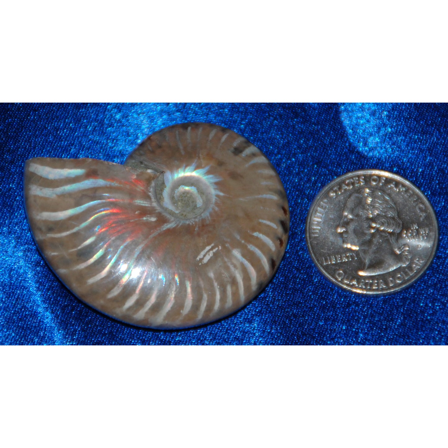 Ammonite with Opalescent Stone Fossil Rock Snail Cephalopod