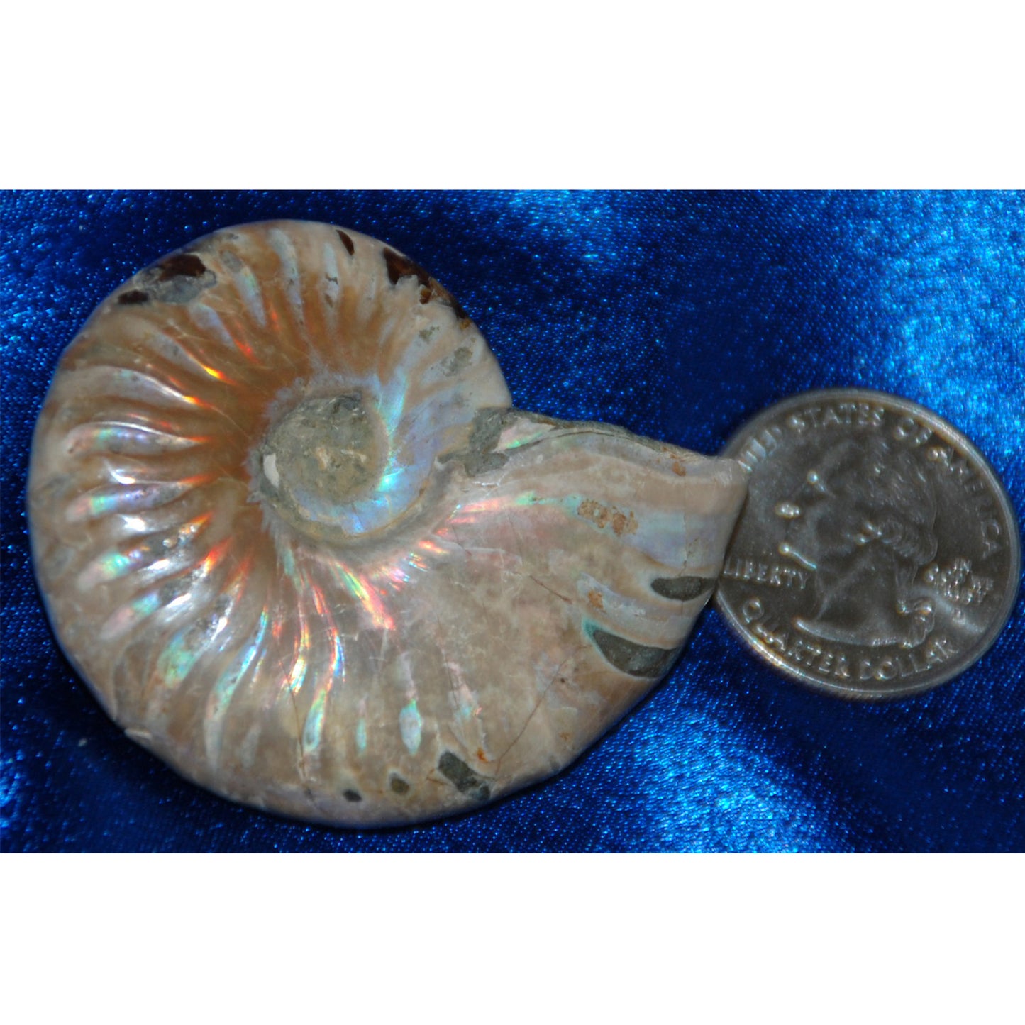 Ammonite with Opalescent Stone Fossil Rock Snail Cephalopod Shimmer Beautiful Unique Gift Shiny
