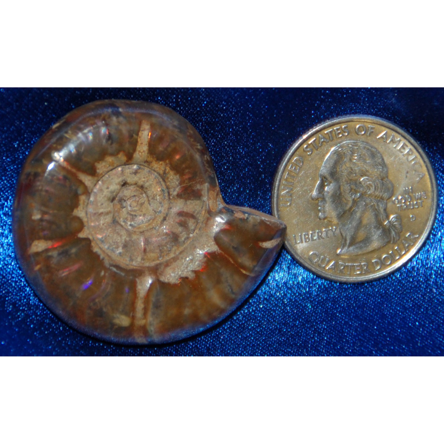Ammonite with Opalescent Stone Fossil Rock Snail Cephalopod Shimmer Beautiful Unique Gift Shiny