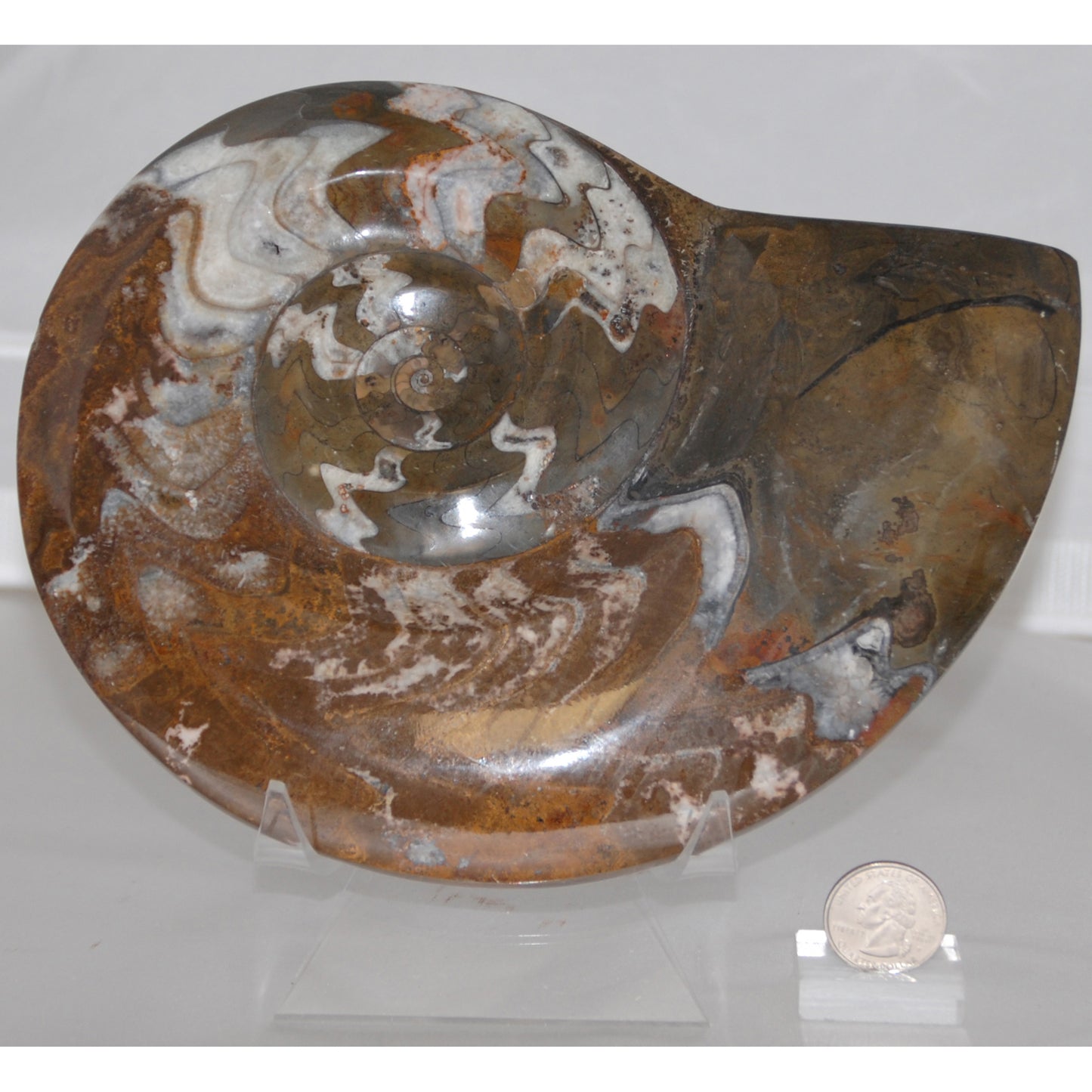 Ammonite Goniatite