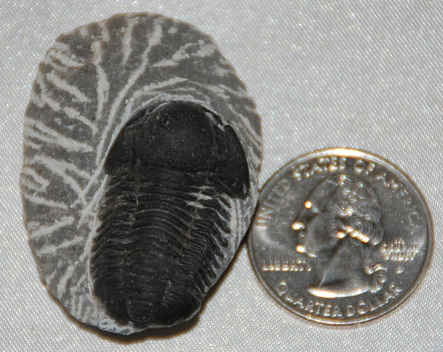 Trilobite Fossil on Matrix Stone Rock Fossilized Marine Arthropod