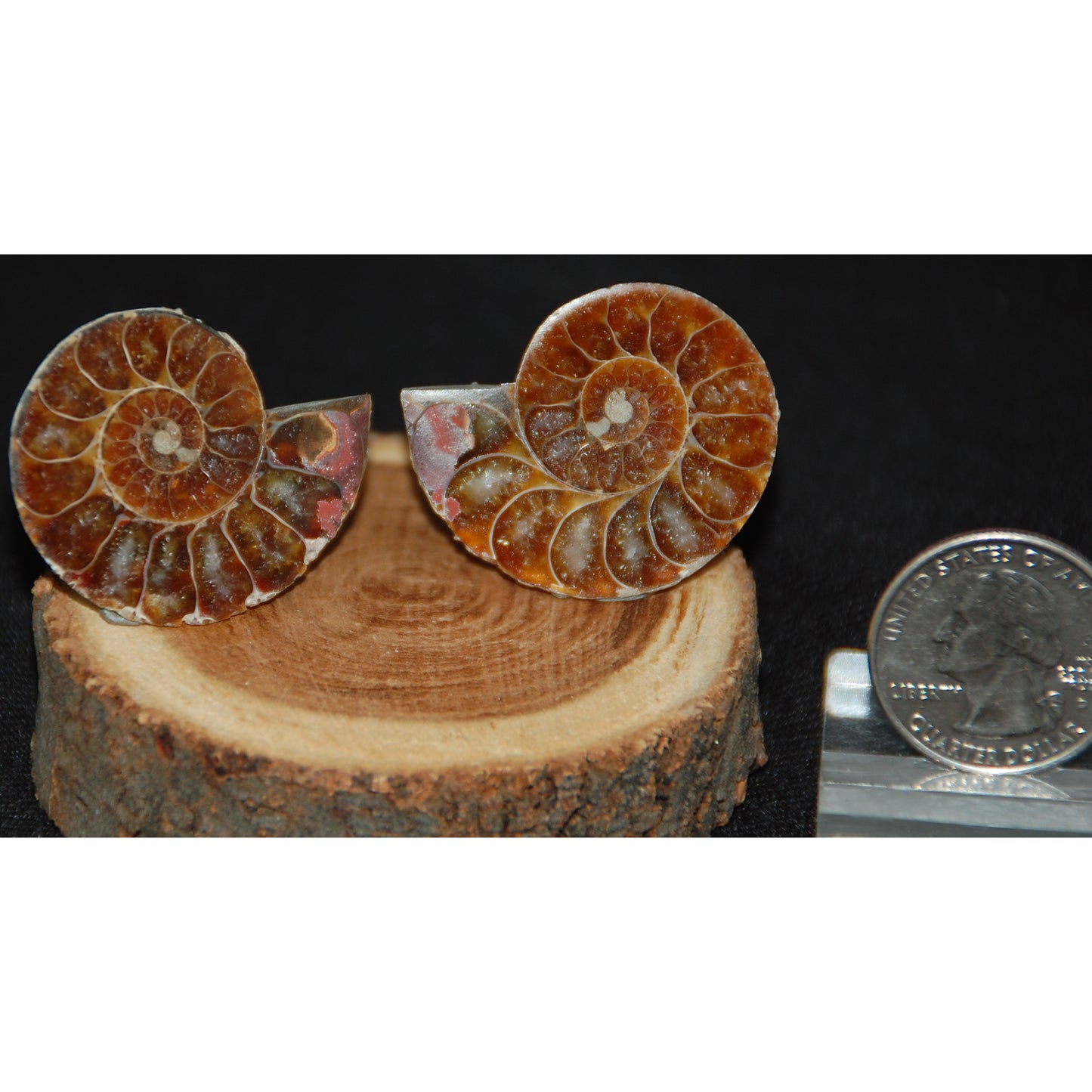 Ammonite Pair