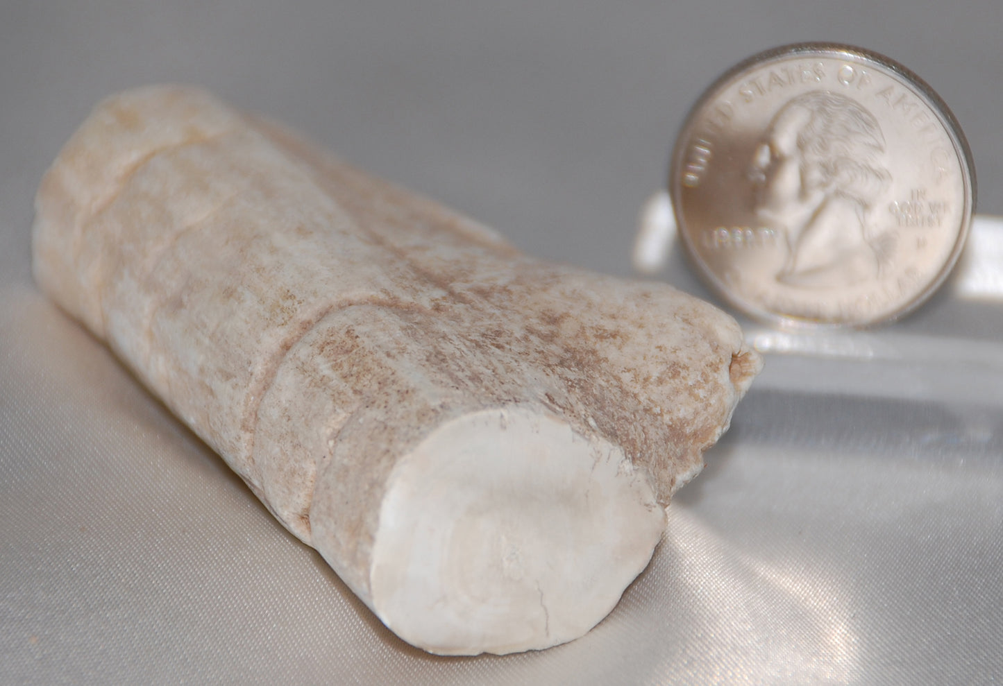 Petrified Wood Branch