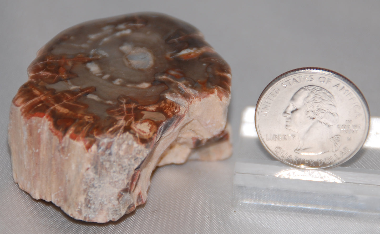 Petrified Wood Branch