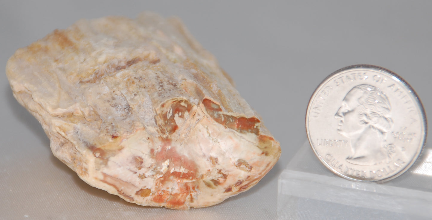 Petrified Wood Branch