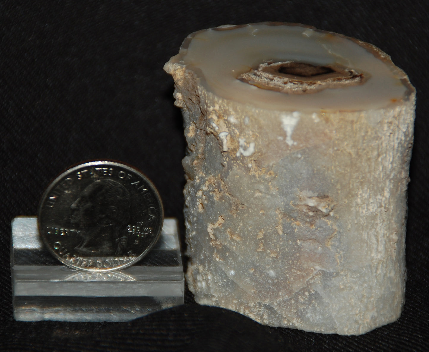 Petrified Wood Limb Stone Rock Fossil Piece Mineral Specimen