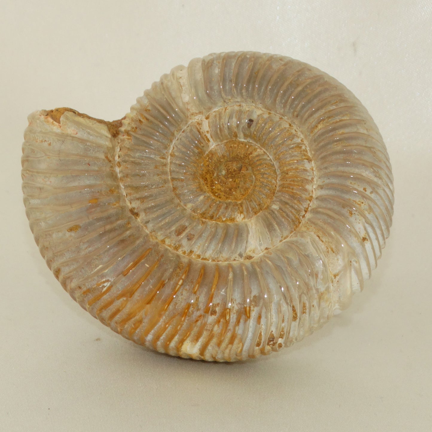 Perisphinctes Ammonite