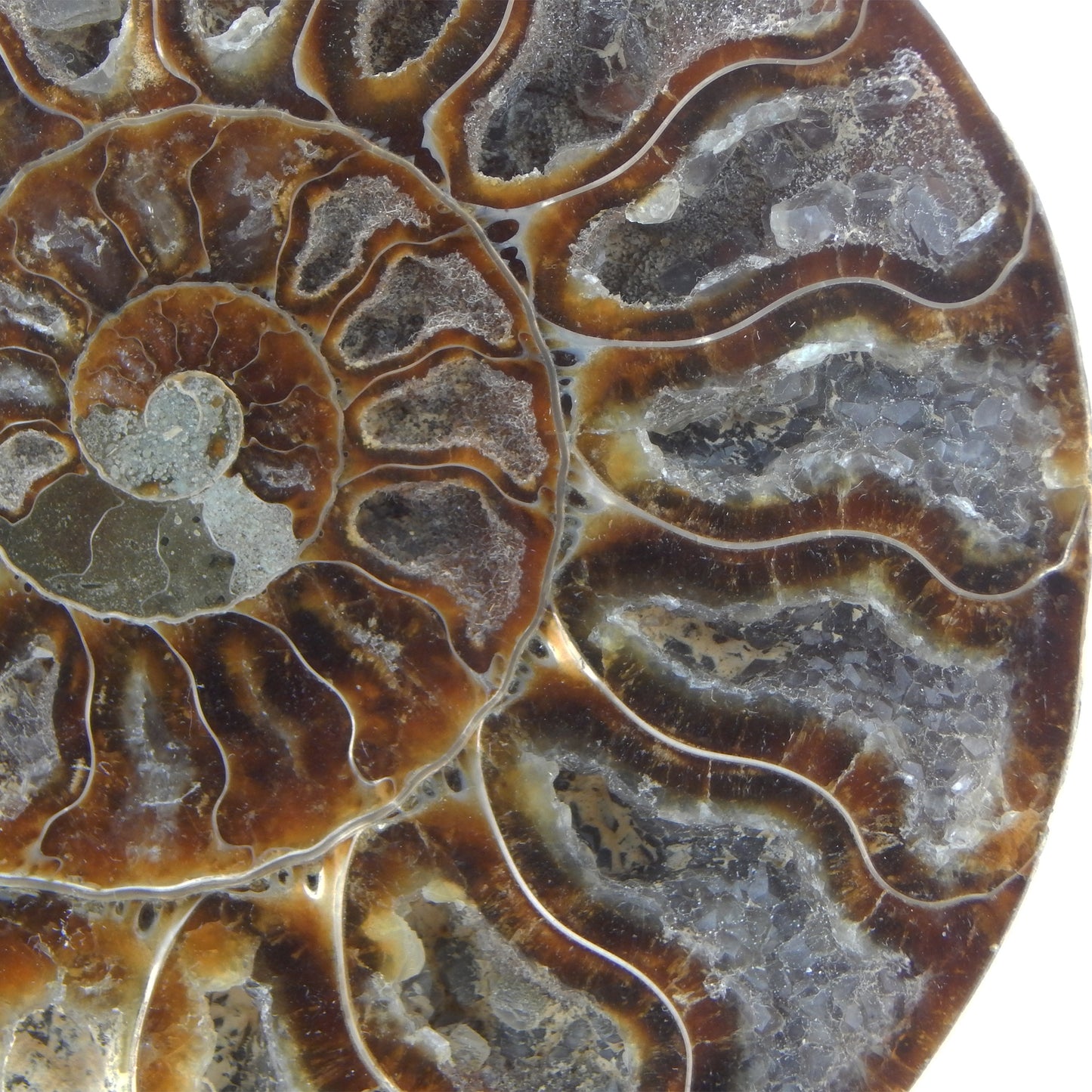 Ammonite Pair