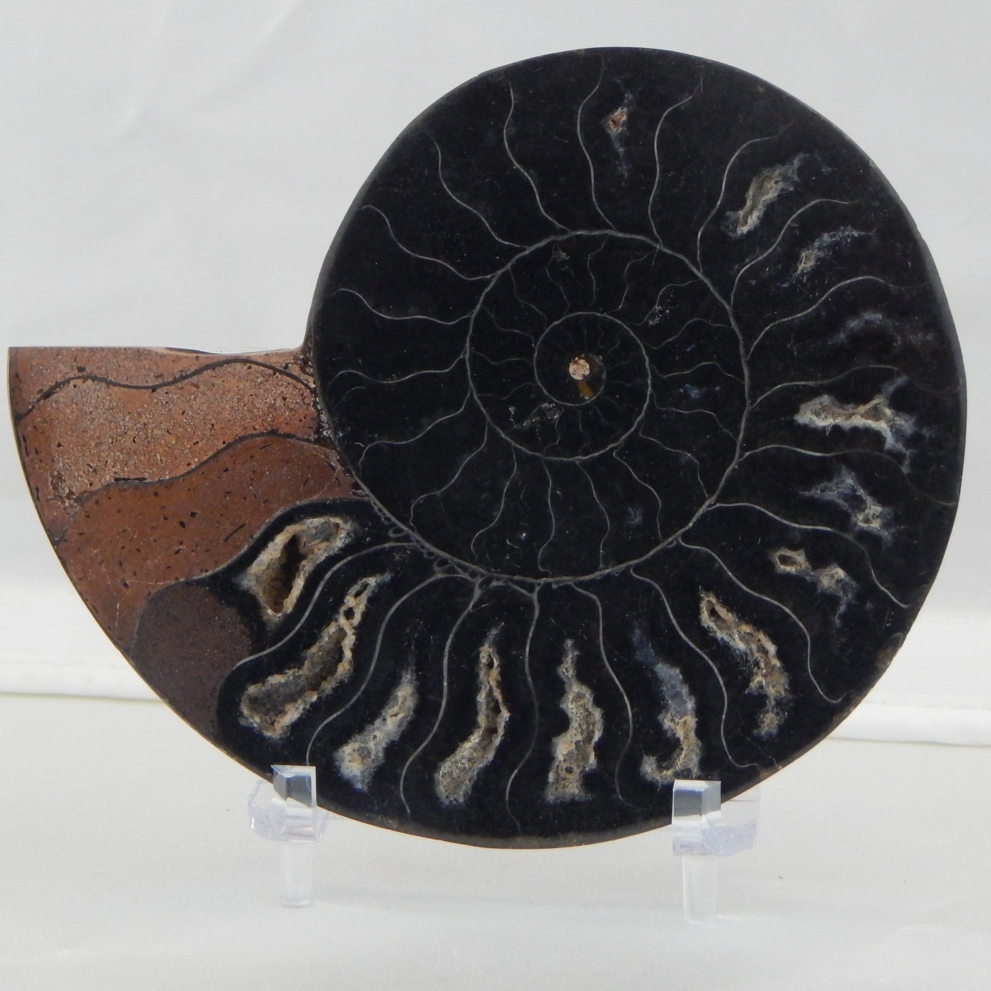 Ammonite Pair