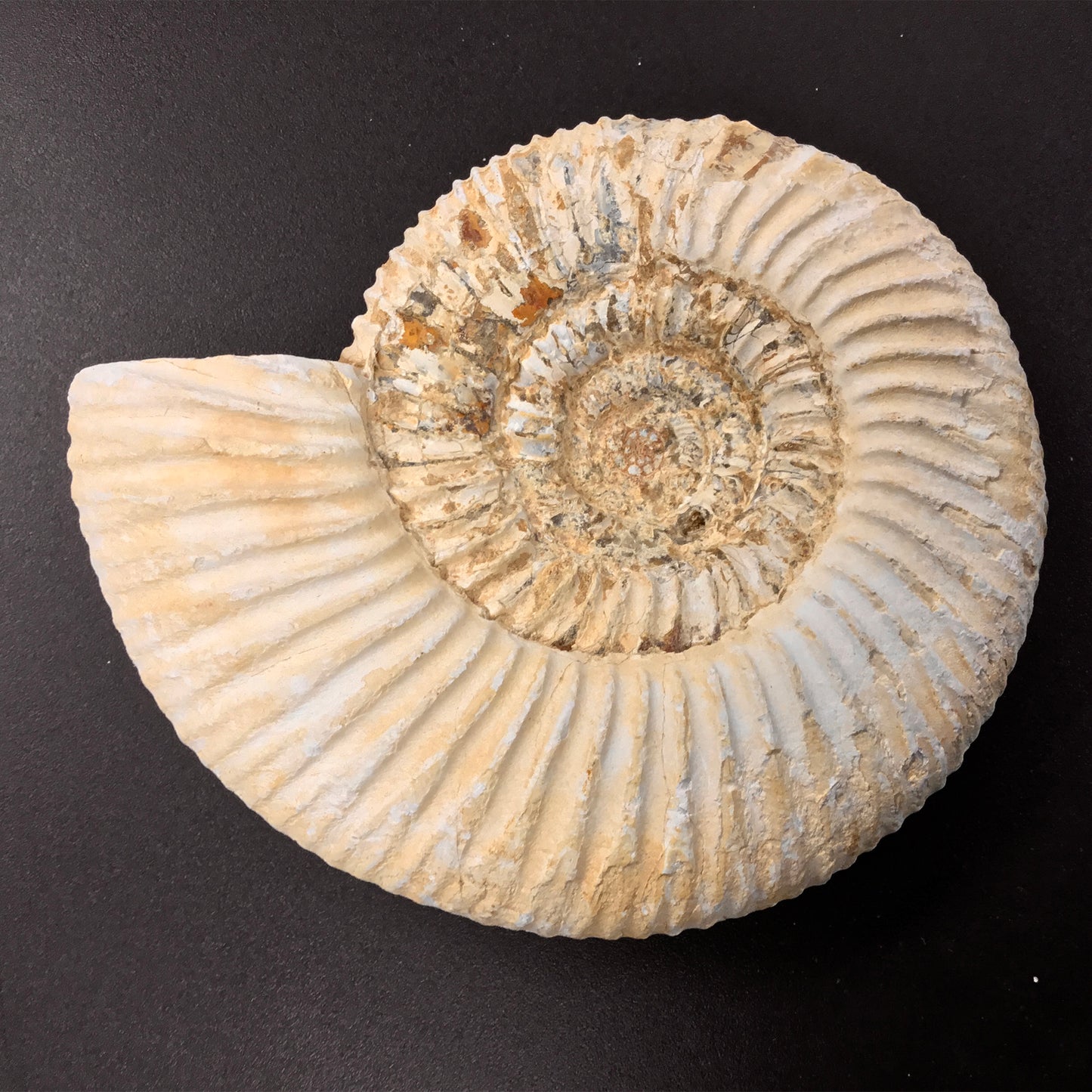 Ammonite Perisphinctes
