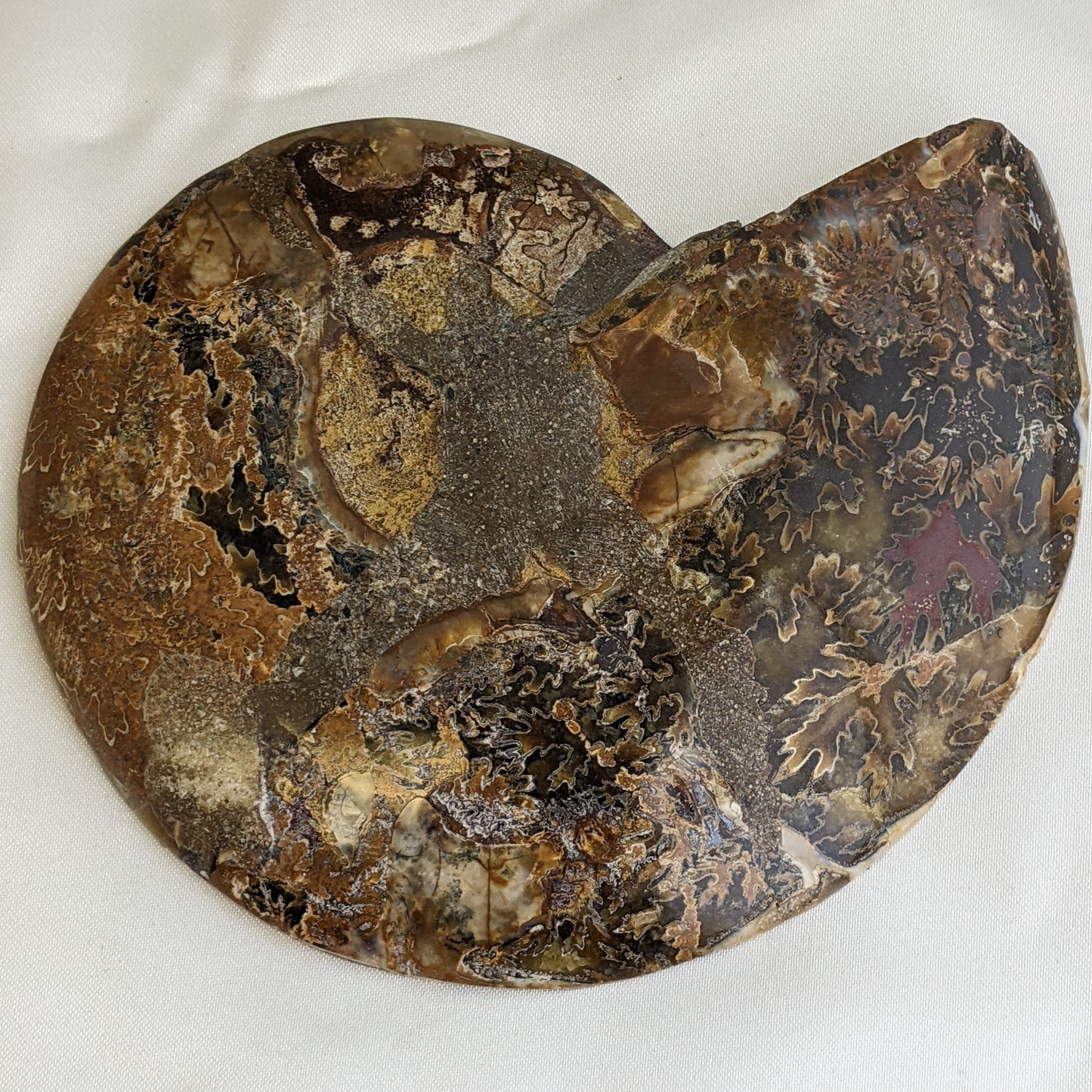 Ammonite Slice