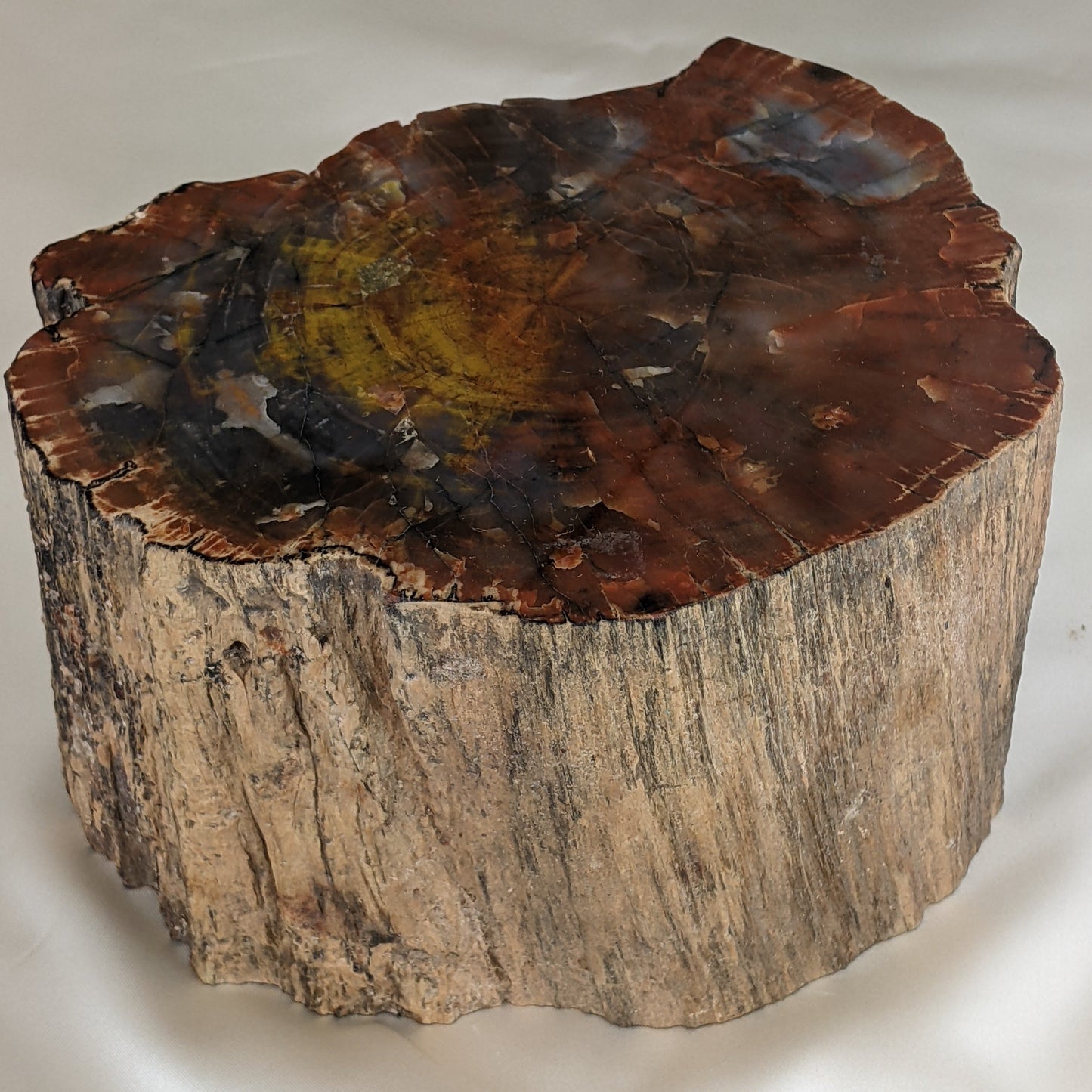 Petrified Wood Log