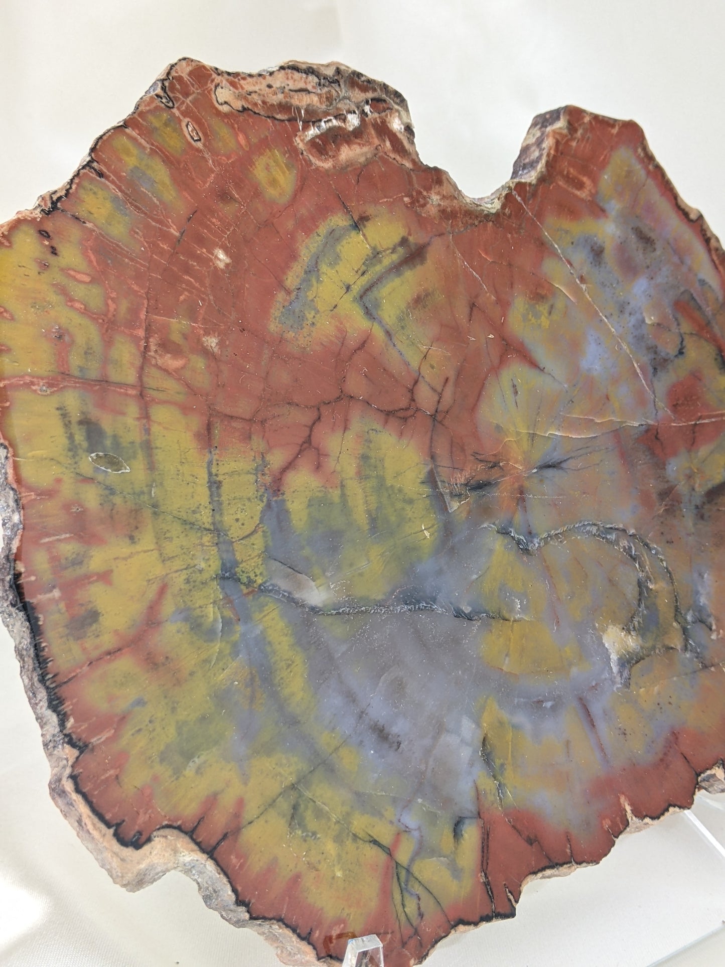 Petrified Wood Slice