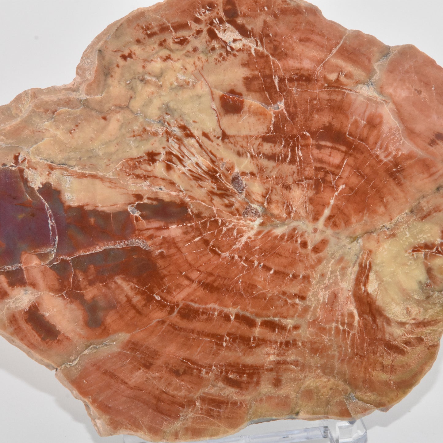 Petrified Wood Slice Fossil Stone Fossilized Tree Rocks and Minerals