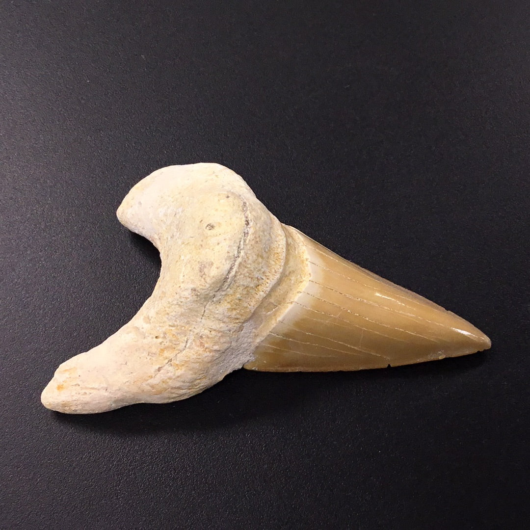 Shark Tooth from Morocco
