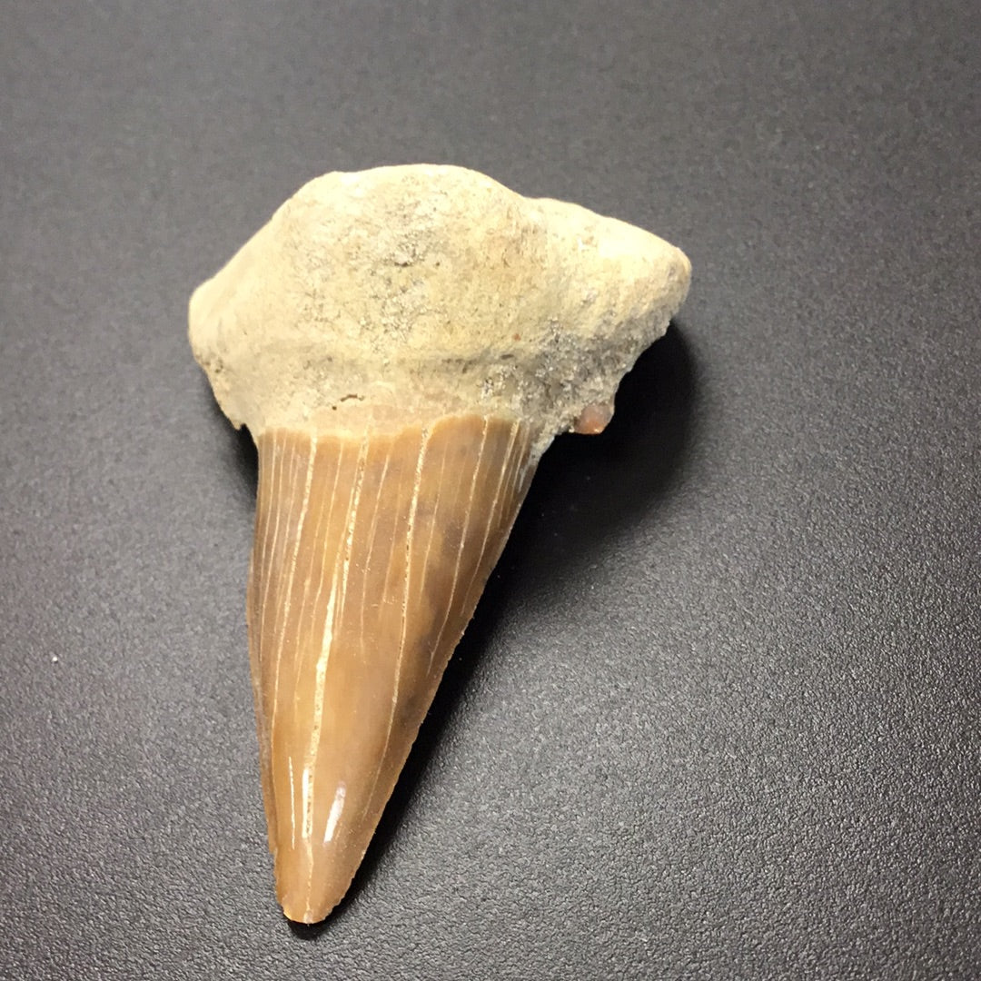 Shark Tooth from Morocco