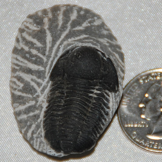 Trilobite Fossil on Matrix