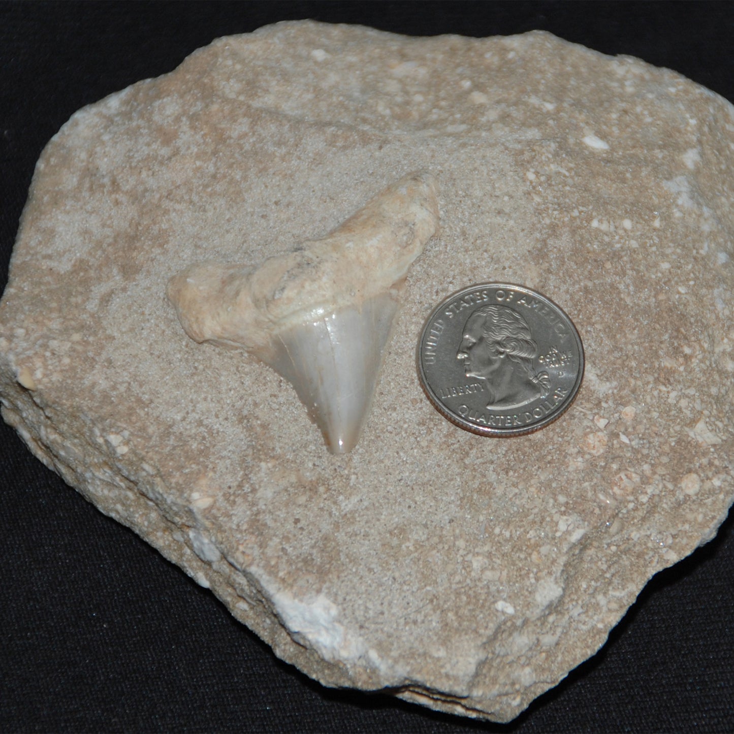 Shark Tooth in Matrix