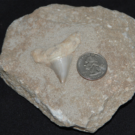 Shark Tooth in Matrix