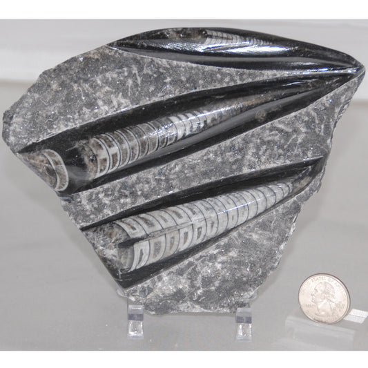 Orthoceras Plaque
