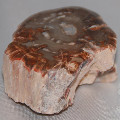 Petrified Wood Branch