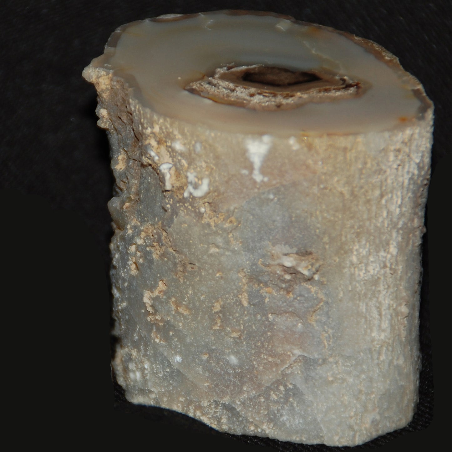 Petrified Wood Limb