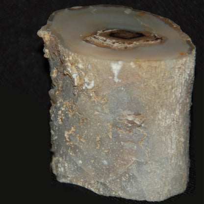 Petrified Wood Limb