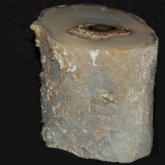 Petrified Wood Limb