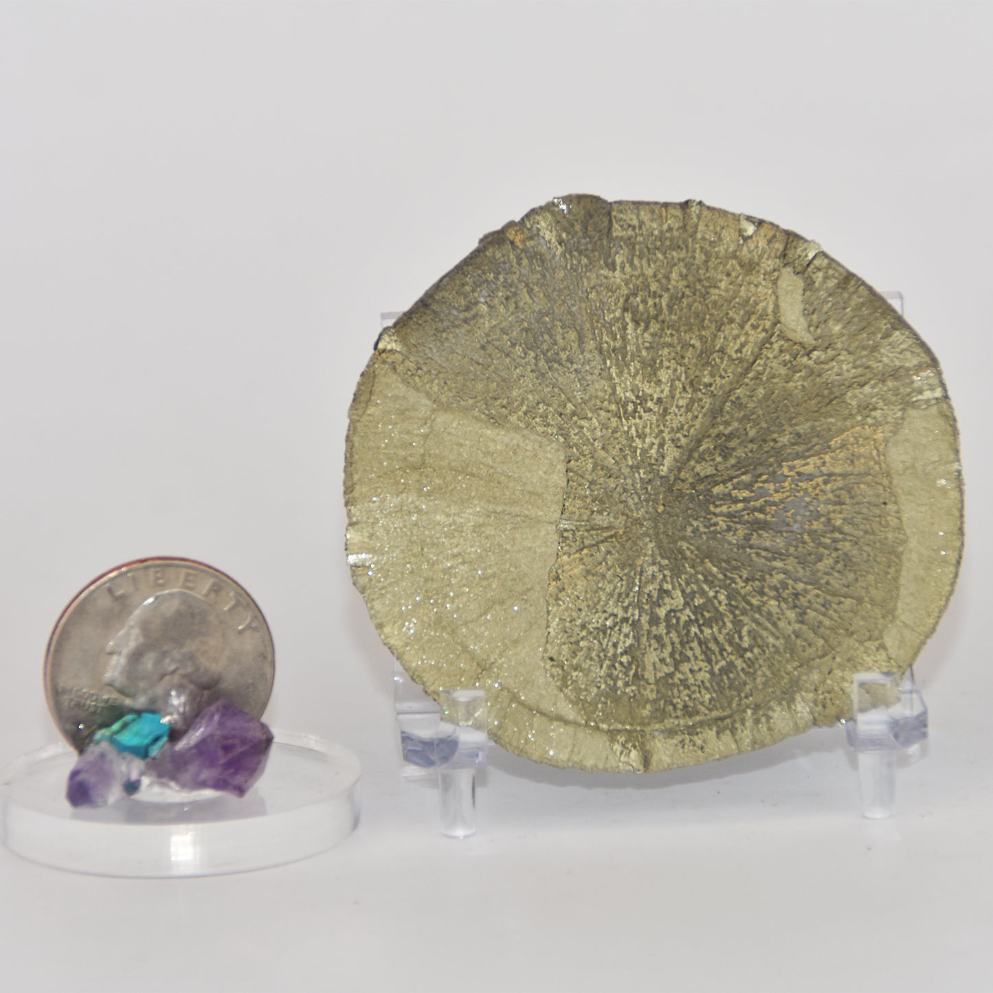 Pyrite Dollar