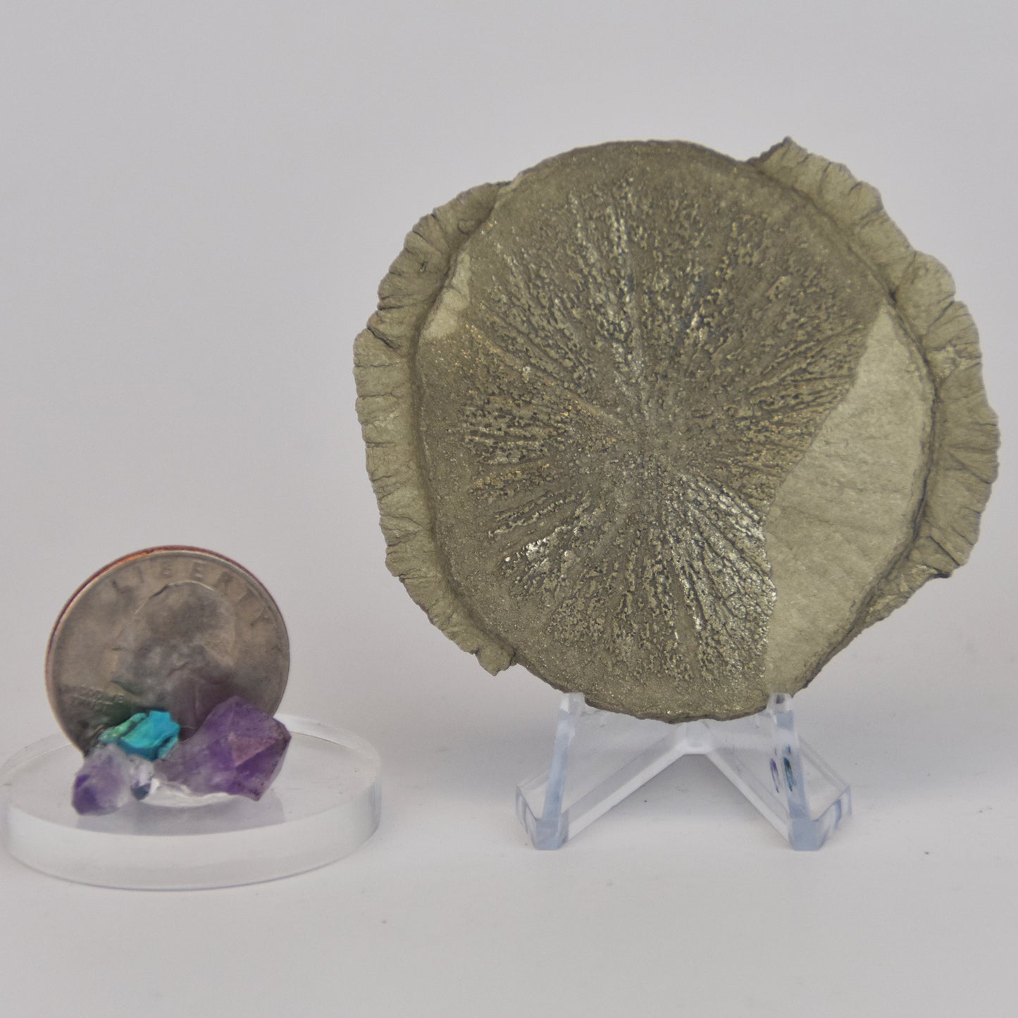 Pyrite Dollar