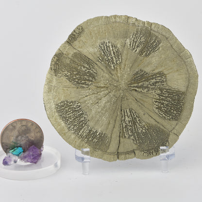Pyrite Dollar (Pyrite Sun)
