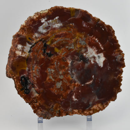 Petrified Wood Slice