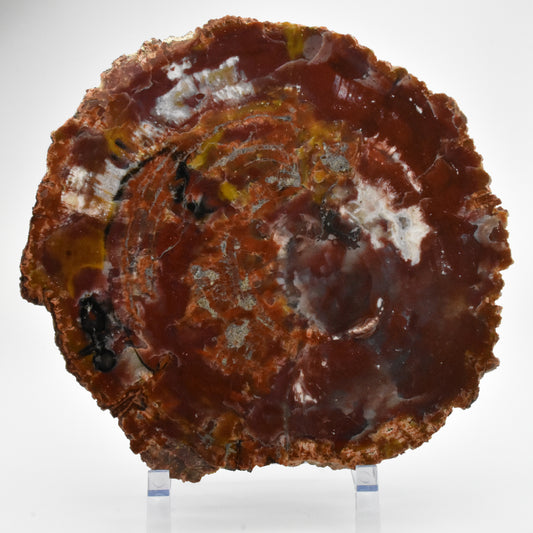 Petrified Wood Slice