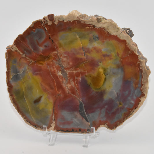 Petrified Wood Slice