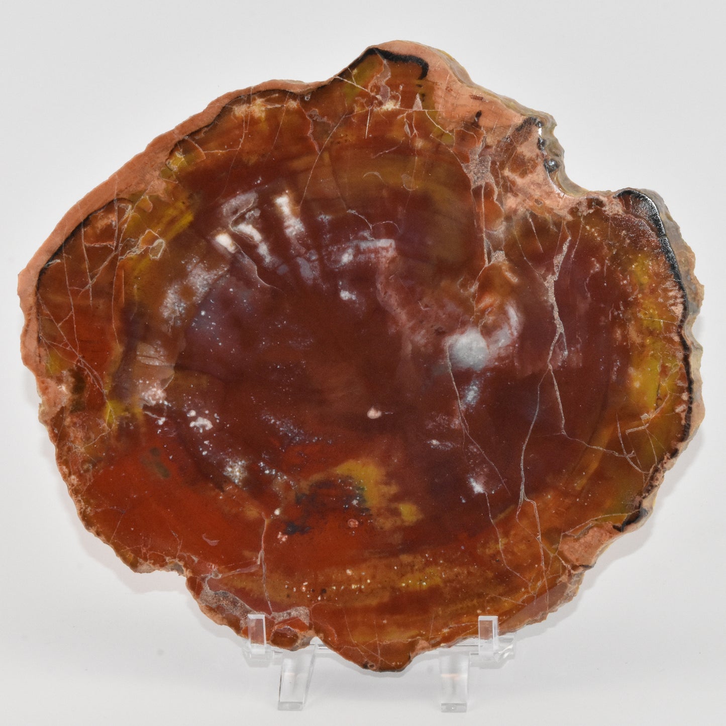 Petrified Wood Slice