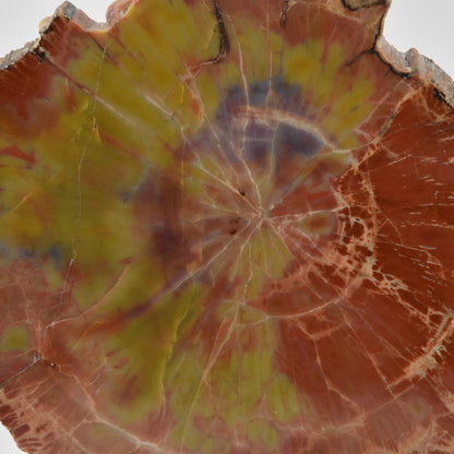 Petrified Wood Slice